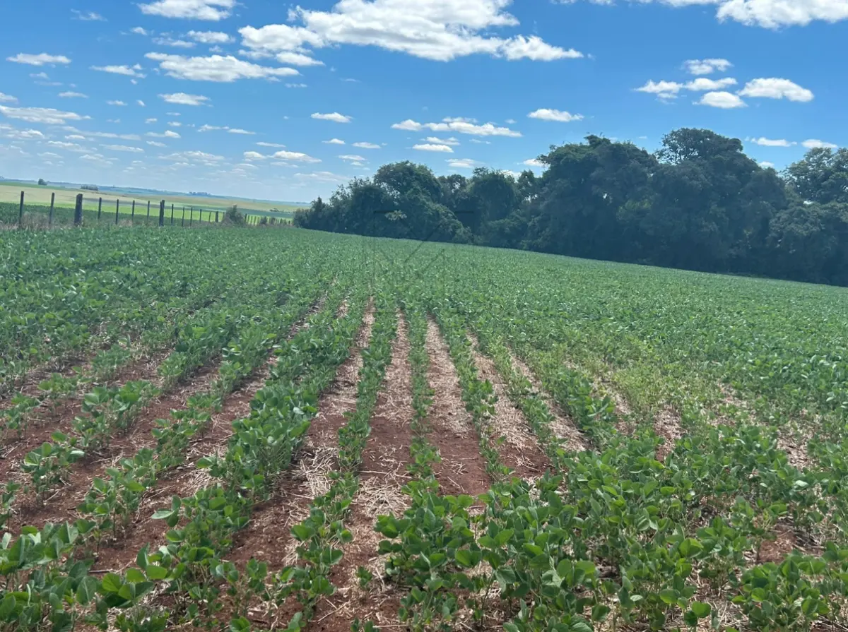 LOTE 001 - UM IMÓVEL RURAL composto pela área de 19.166,66m² (R-2), dentro de área maior medindo 38.333,33m², no lugar denominado Xeringa, município de Pejuçara/RS. Inscrito sob a matrícula nº 7.689 do CRI de Cruz Alta/RS.