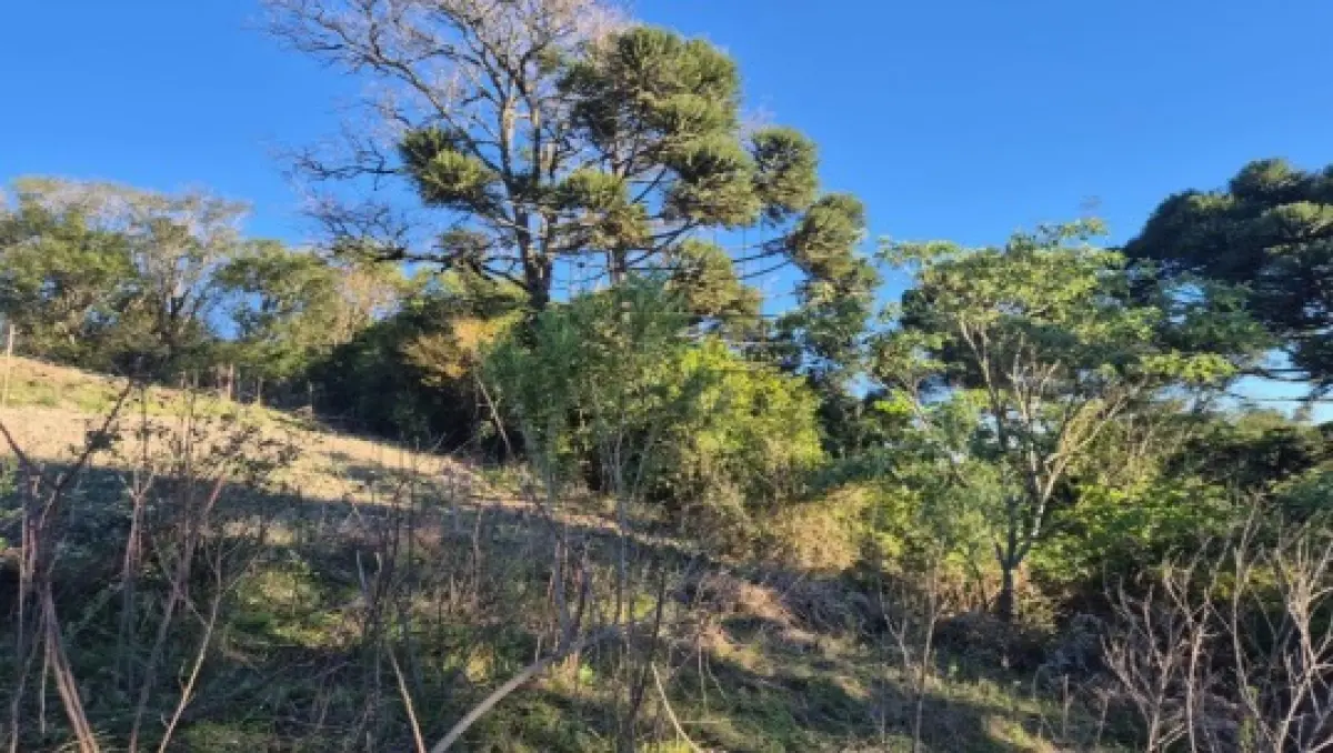 LOTE 001 - Área de terras medindo 243.600m² (24,36ha), situada na Linha Sete, no município de Nova Palma/RS. Inscrito sob a matrícula nº 16.287 do CRI de Faxinal do Soturno/RS.