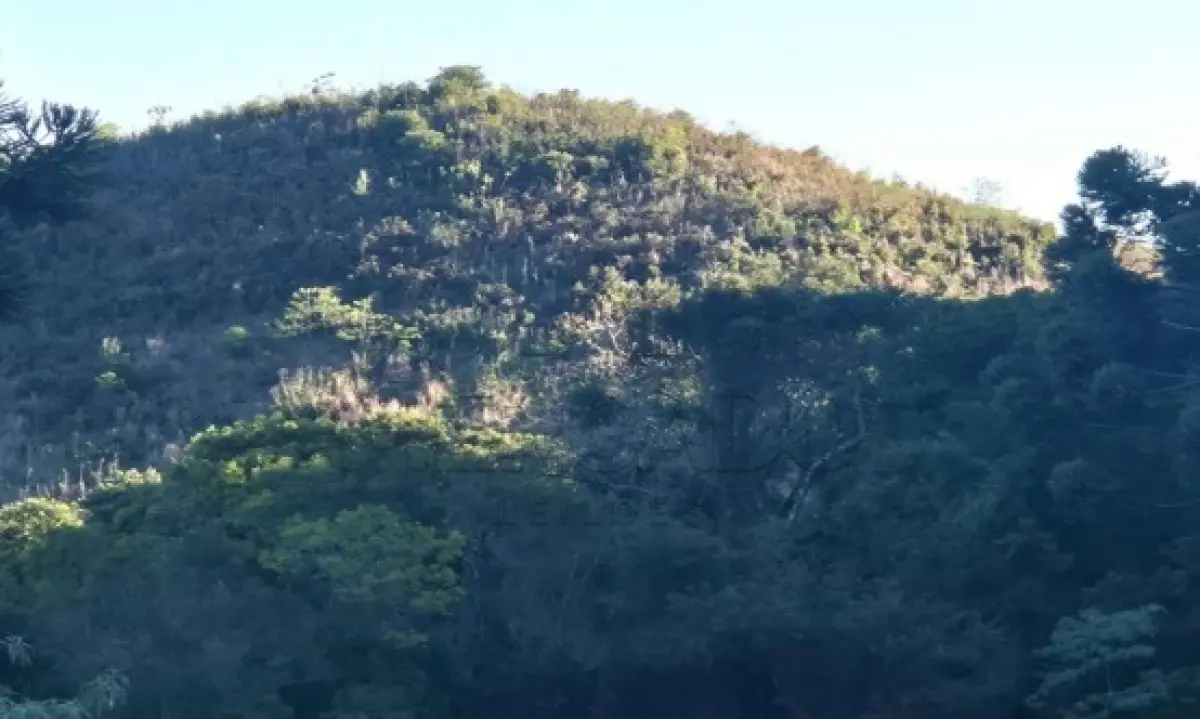 LOTE 001 - Área de terras medindo 243.600m² (24,36ha), situada na Linha Sete, no município de Nova Palma/RS. Inscrito sob a matrícula nº 16.287 do CRI de Faxinal do Soturno/RS.