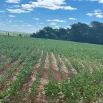 LOTE 001 - UM IMÓVEL RURAL composto pela área de 1.166,66m² (R-2), dentro de área maior medindo 38.333,33m², no lugar denominado Xeringa, município de Pejuçara/RS. Inscrito sob a matrícula nº 7.689 do CRI de Cruz Alta/RS.